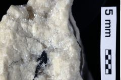 Foto (Detailansicht) von Decapoda indet. (NHMW-GEO-1990-0041-0433)